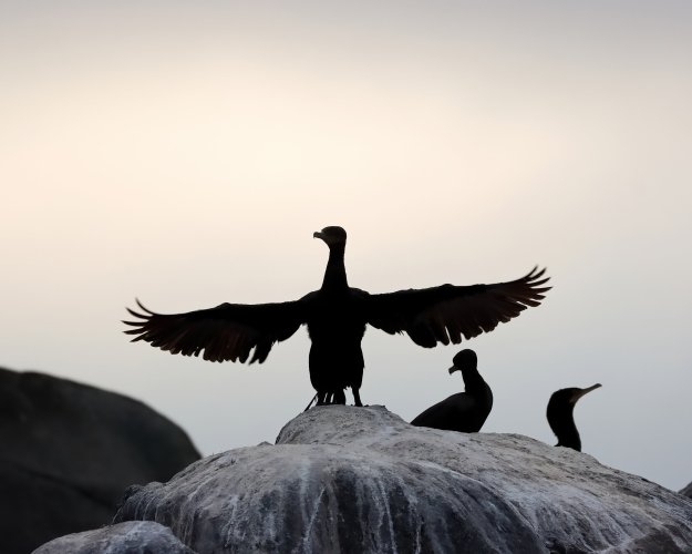 Cormorant silhouette