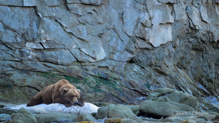 What would Goldilocks say about this bear’s bed?  Brown Bear, Katmai NP