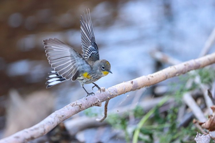 Yellow-rumped warbler with spread wings