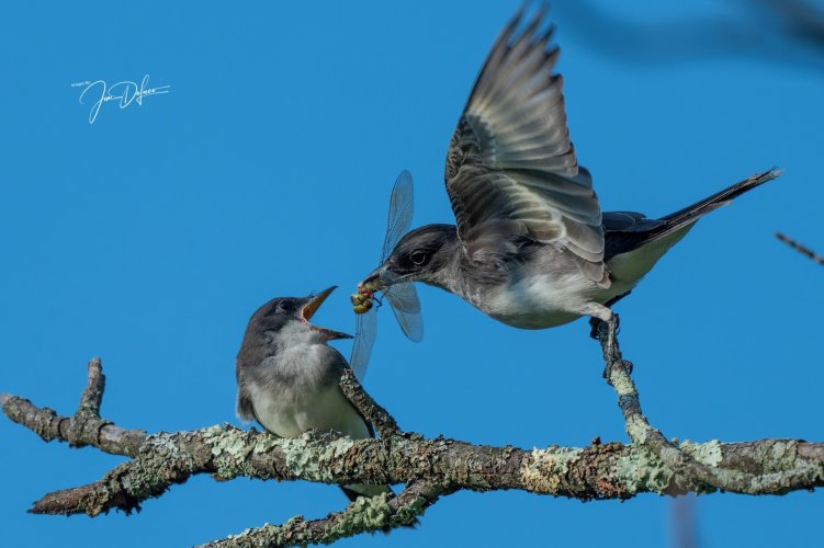Kingbird Feeding
