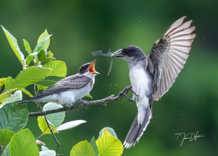 Kingbird Bringing Dragonfly to Chick