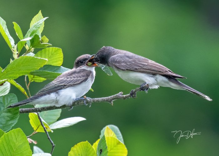 Kingbird Bringing Dragonfly to Chick