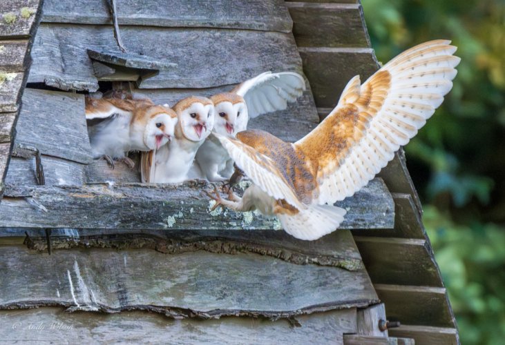 Barn owl feeding her 3 young owlets