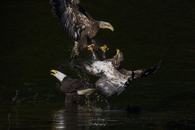 Bald Eagles From This Past Spring