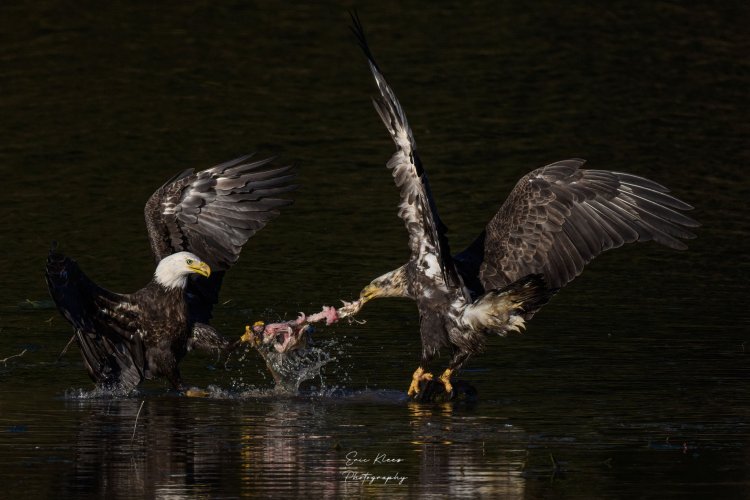 Bald Eagles From This Past Spring