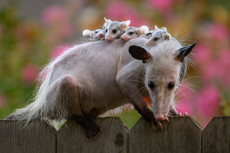 Opossum with Joeys