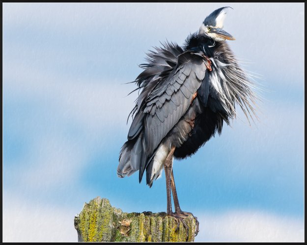 Great Blue Heron All Puffed Up