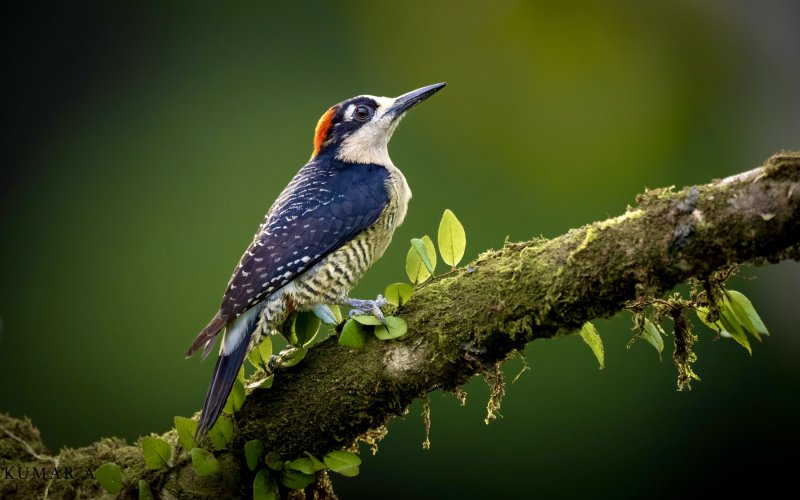 Two beauties from Costa Rica. Black Cheeked Woodpecker and Red Legged Honeycreeper