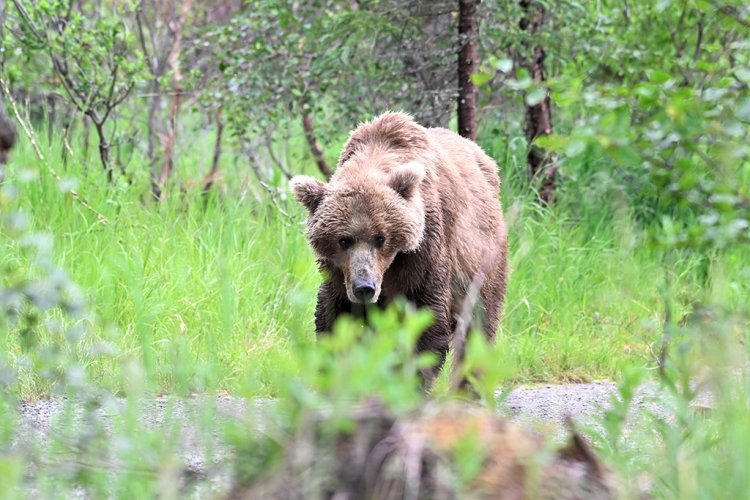 Brown Bear on the trail