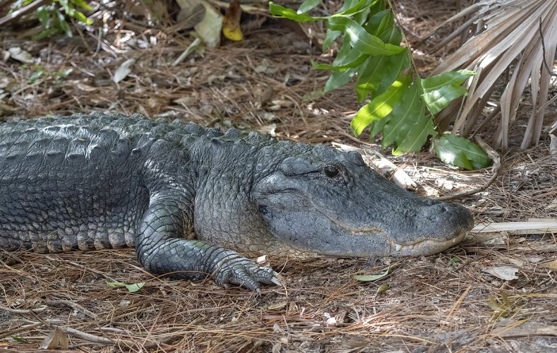 Alligator (Waco big guy)