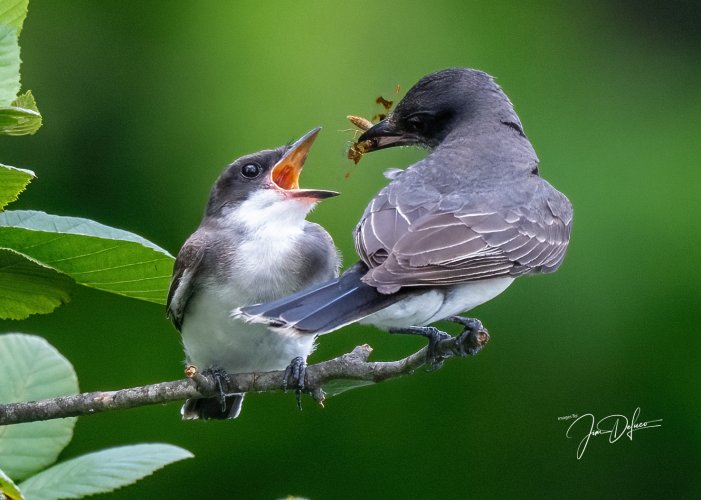 Another Kingbird Feeding