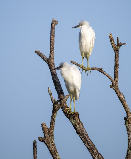 Juvenile Egrets?