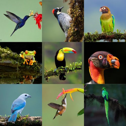 Collage of some of the Birds I photographed in  Costa Rica. A must visit place. Hope I am not overloading you with pictures.
