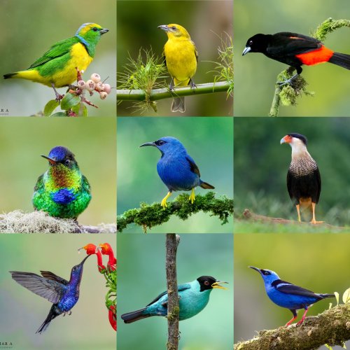Collage of some of the Birds I photographed in  Costa Rica. A must visit place. Hope I am not overloading you with pictures.