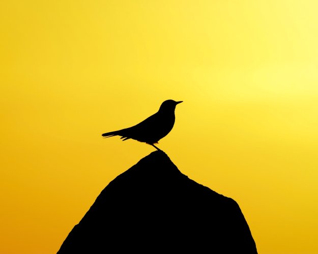 Bird at sunset in Chile