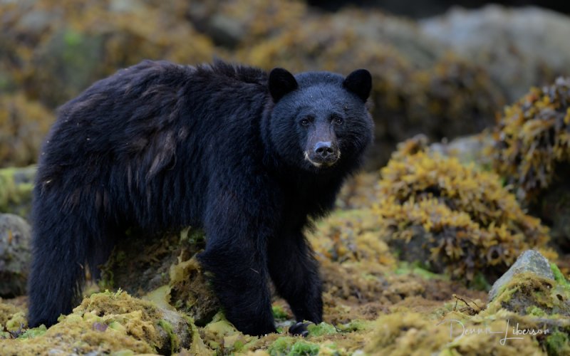 👀 Watchful Eyes 👀 Vancouver Island Black Bear