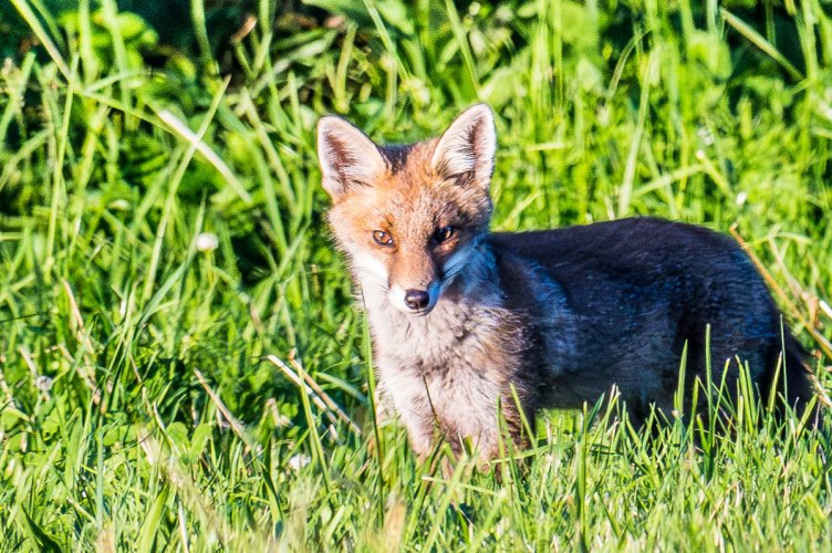 a fox in the Auvergne, France