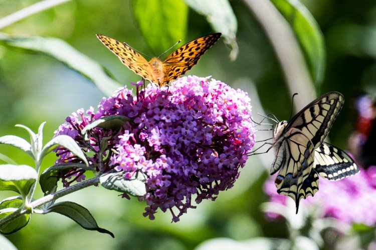 Butterflies in the Auvergne, France