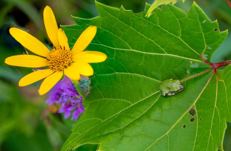 Japanese beetle, baby tree frog and white hairy fly