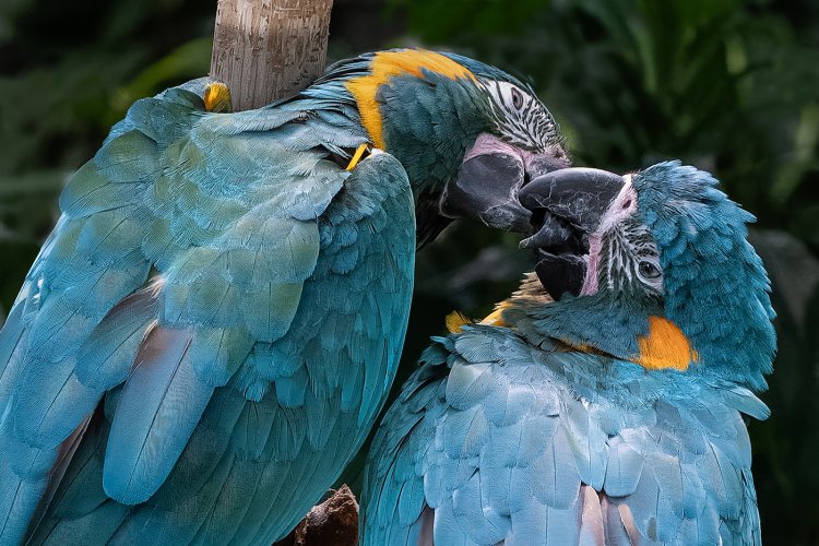 Macaw bonding
