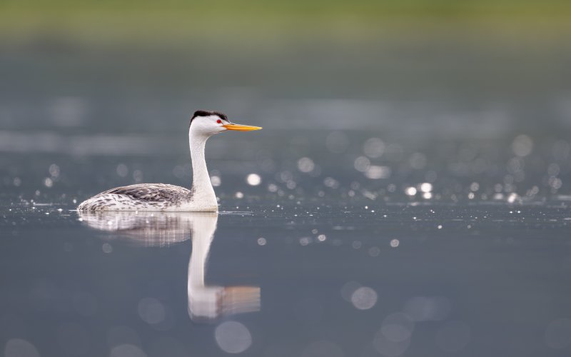 Clark's grebe with specular highlights
