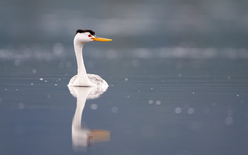 Clark's grebe with specular highlights