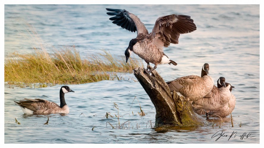 Canadian Geese on Skagit Bay