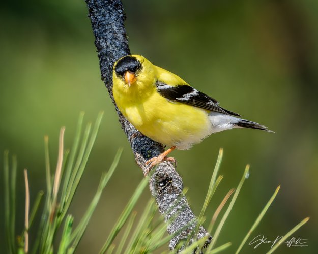 American Goldfinch, Palouse region, Washington State