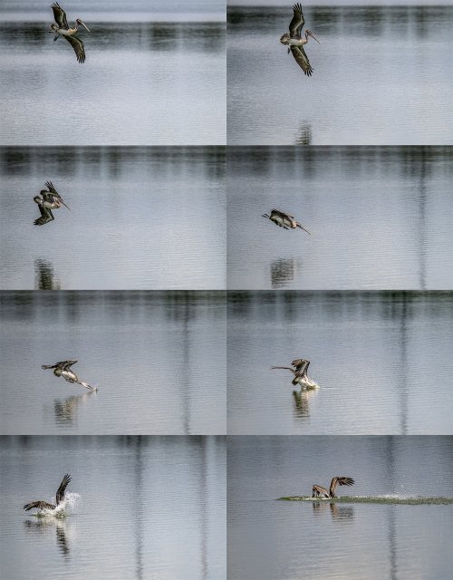 Pelican Dive Sequence