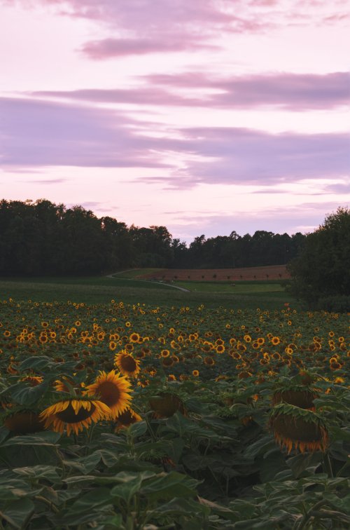 A sunflower field at dusk