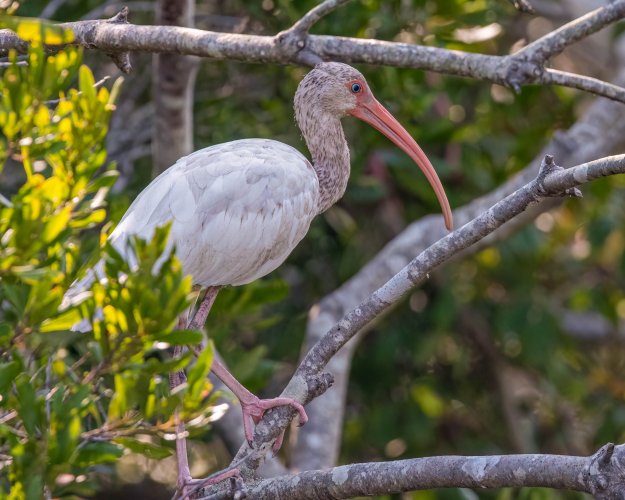 American White Ibis Cooling off in the shade