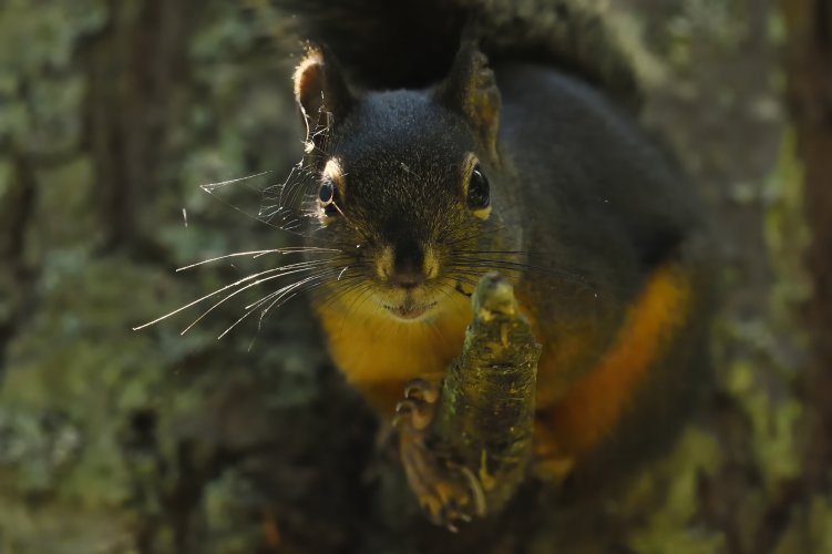 Share your best squirrel and chipmunk photos