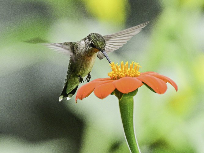 The Hummingbirds Are Back In The Mexican Sunflowers