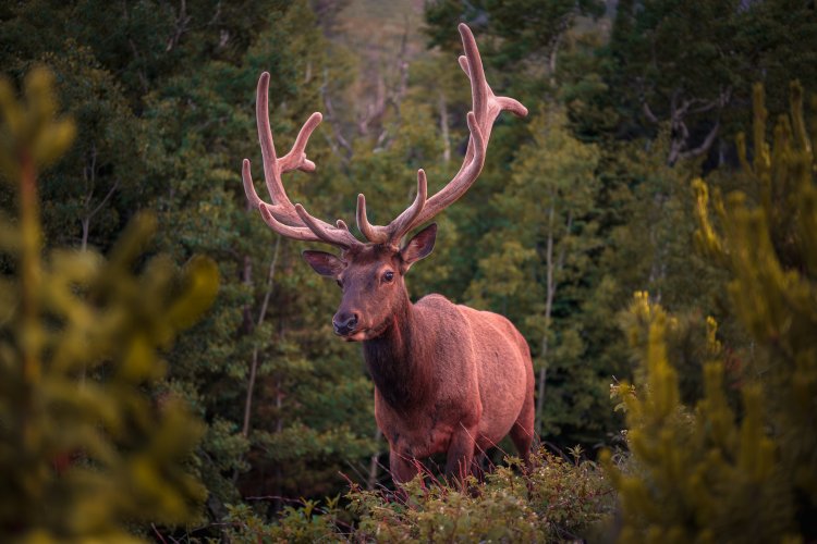 Roosevelt Elk Nifty Fifty