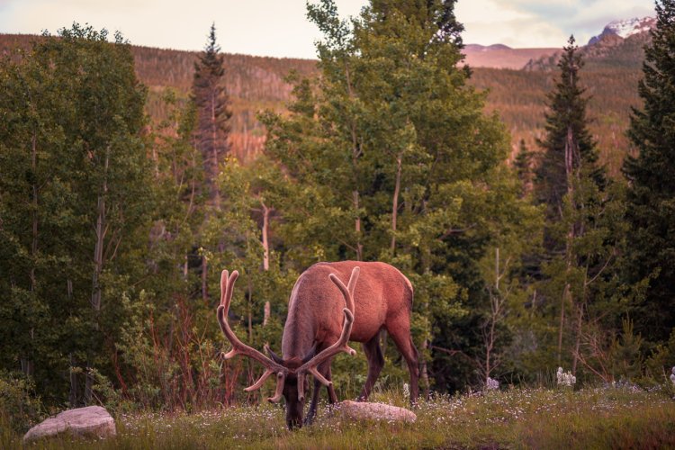 Roosevelt Elk Nifty Fifty