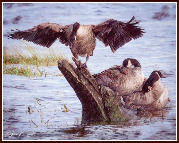 Geese on Skagit Bay