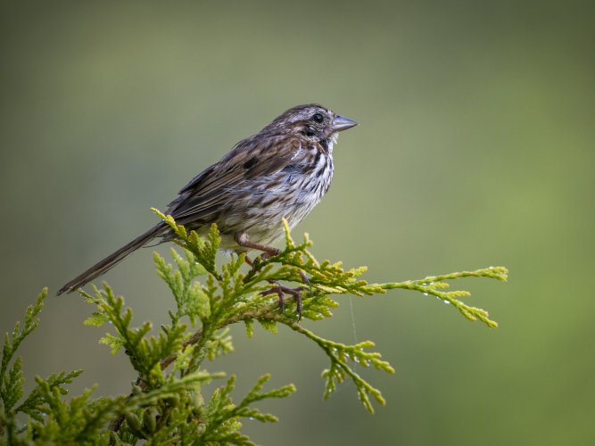 Song Sparrow Portrait