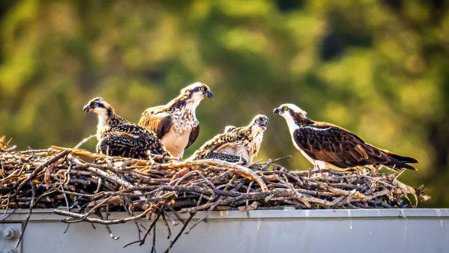 Osprey Nest with Chicks