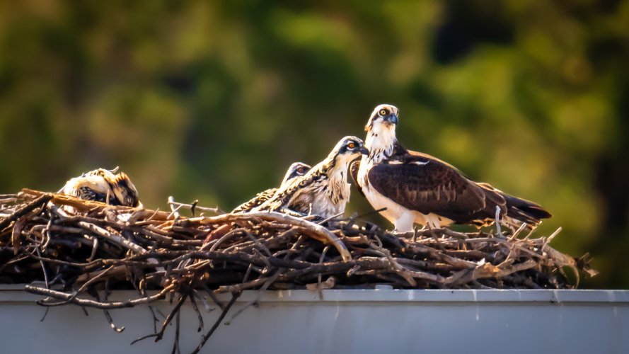 Osprey Nest with Chicks