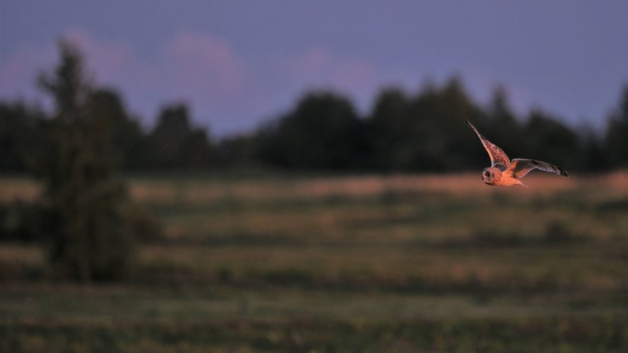 Short-eared Owl hunting after sunset