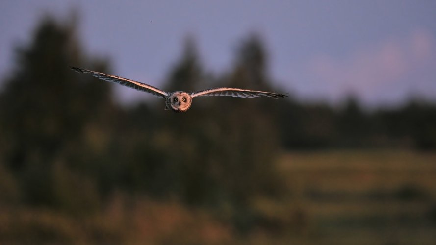 Short-eared Owl hunting after sunset