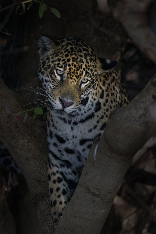 Jaguar - Pantanal