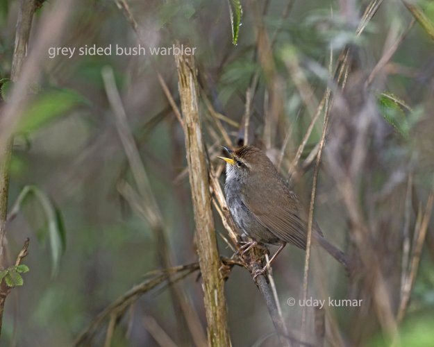 Birds of India (Warblers) - Part 1