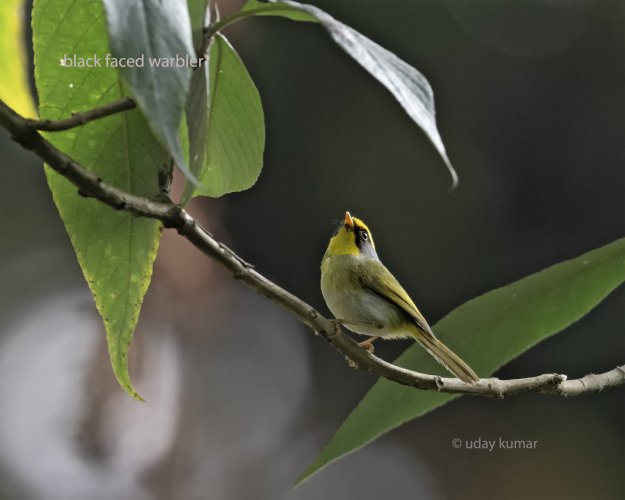 Birds of India (Warblers) - Part 1