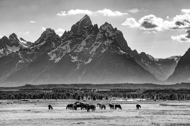 Tetons and Horses B&W - Yellowstone National Park