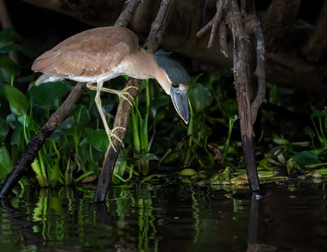 A few birds from the Pantanal