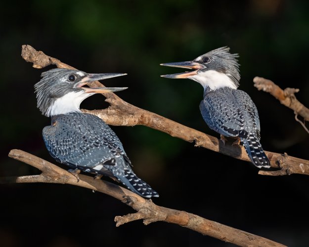 A few birds from the Pantanal