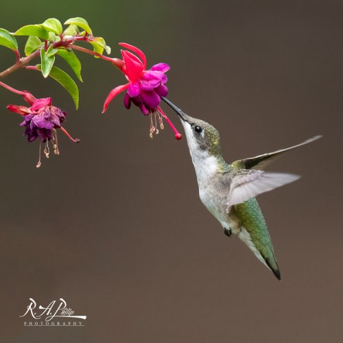 Garden Visitor - female Ruby Throated Hummingbird