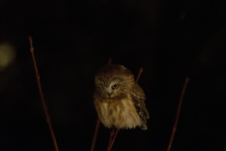 Saw Whet Owl Perched