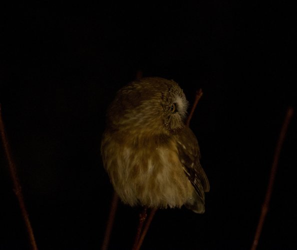 Saw Whet Owl Perched